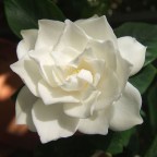 760px-White_Gardenia_flower