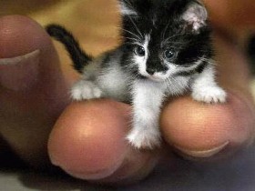 اصغر قط في العالم