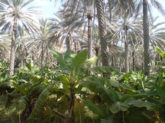 مزارع بركة الموز
