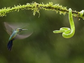 environmental photographer year 2010 hummingbird snake 26725 600x450