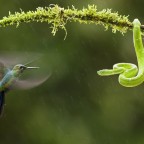 environmental photographer year 2010 hummingbird snake 26725 600x450
