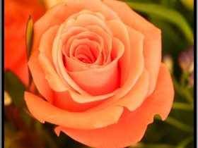 صور من ابداع اعضاء عمان فوتو