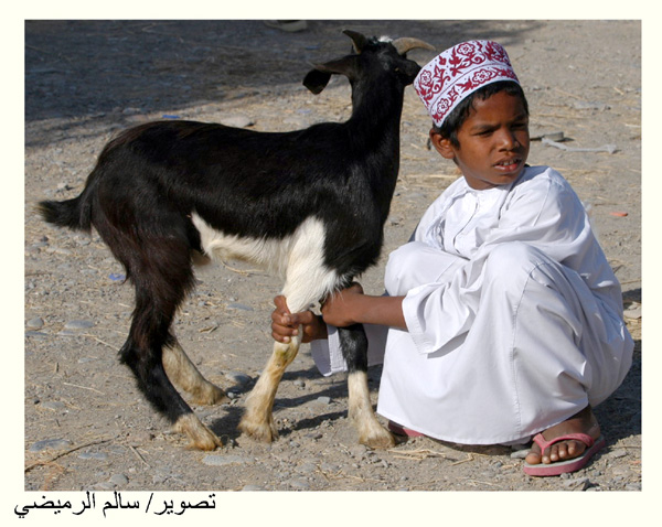 صور من ابداع اعضاء عمان فوتو