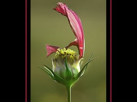 صور من ابداع اعضاء عمان فوتو