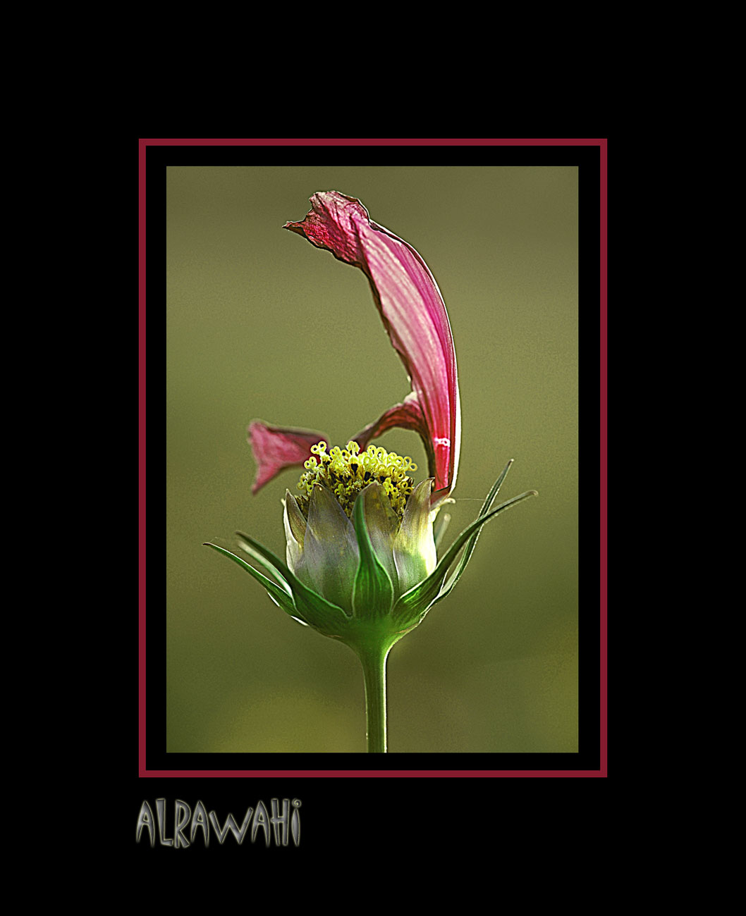 صور من ابداع اعضاء عمان فوتو