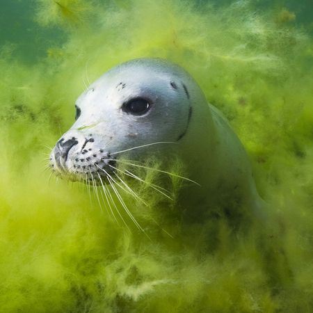 environmental photographer year 2010 seal 26728 600x450