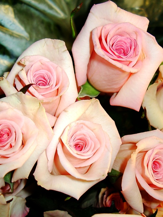 الكلمات الجميلة  كالورود الجميلة