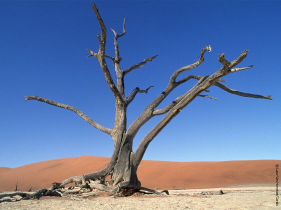 من أشجار الطبيعة