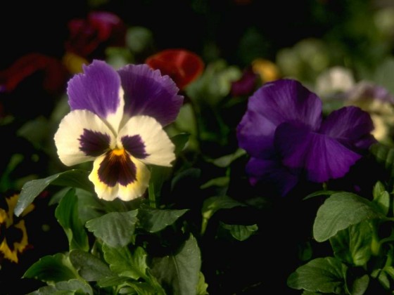 PTBL0136