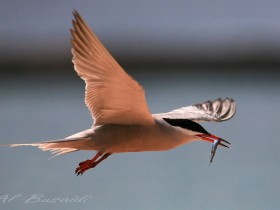 صور من ابداع اعضاء عمان فوتو