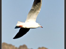 صور من ابداع اعضاء عمان فوتو