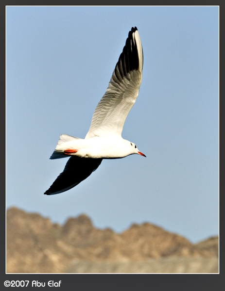 صور من ابداع اعضاء عمان فوتو