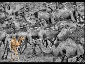 صور من ابداع اعضاء عمان فوتو