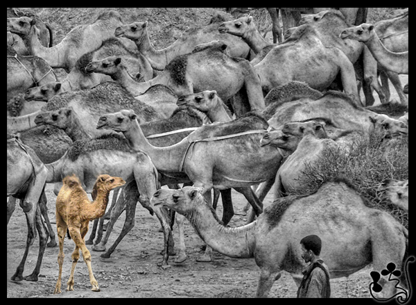 صور من ابداع اعضاء عمان فوتو
