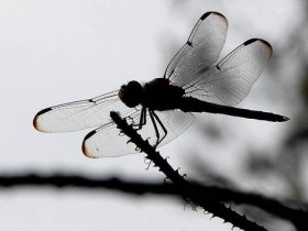 صور منوعة من الإنترنت