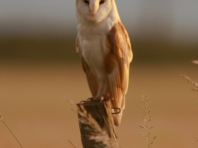 صور منوعة من الإنترنت
