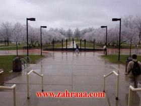 frozen_cherry_001-2_1_