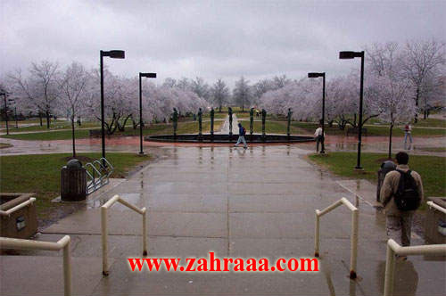 frozen_cherry_001-2_1_