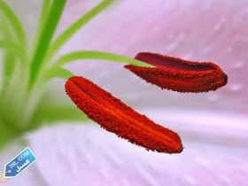 molhem-b1f8b19733_3SL-com_1_