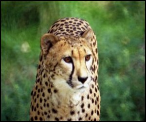 cheetah_1_