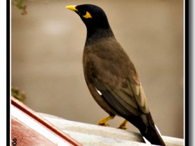 صور من ابداع اعضاء عمان فوتو
