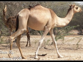 صور من ابداع اعضاء عمان فوتو