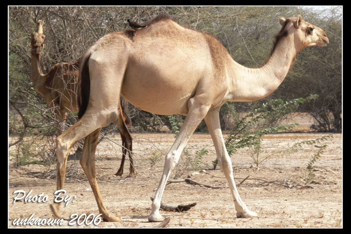 صور من ابداع اعضاء عمان فوتو