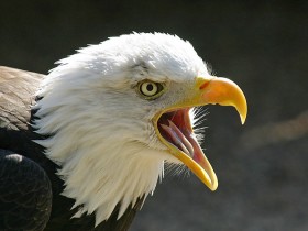 صور منوعة من الإنترنت