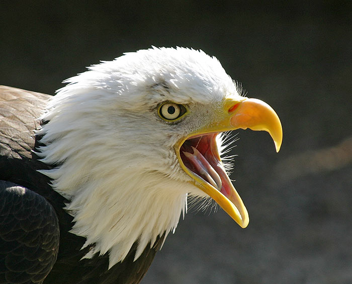 صور منوعة من الإنترنت
