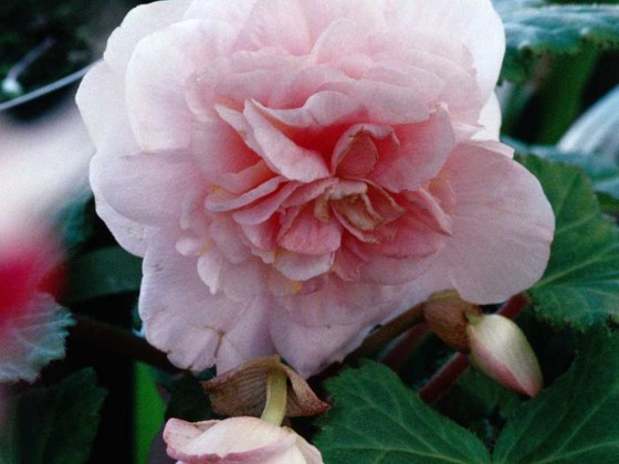 PTBL0036