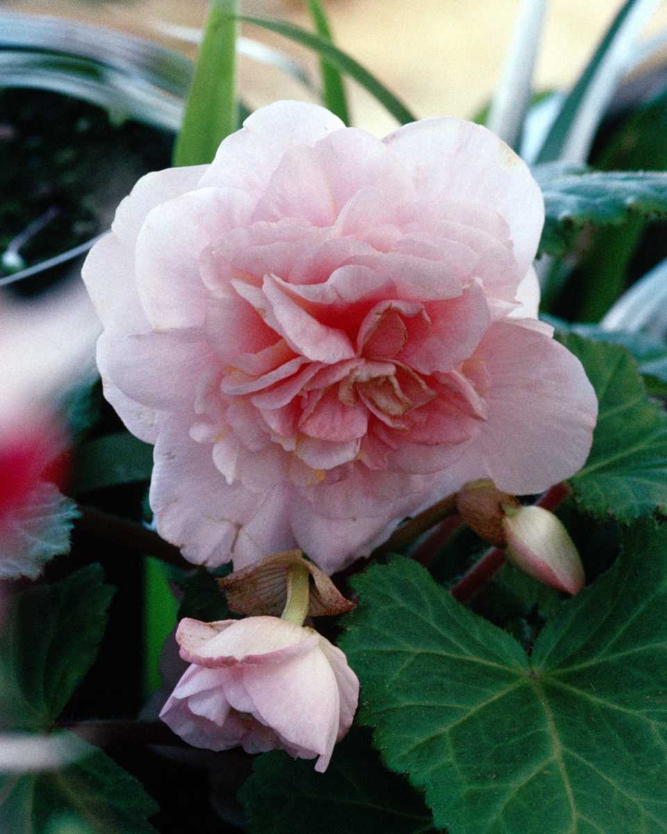 PTBL0036