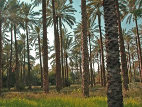 صور من ابداع اعضاء عمان فوتو