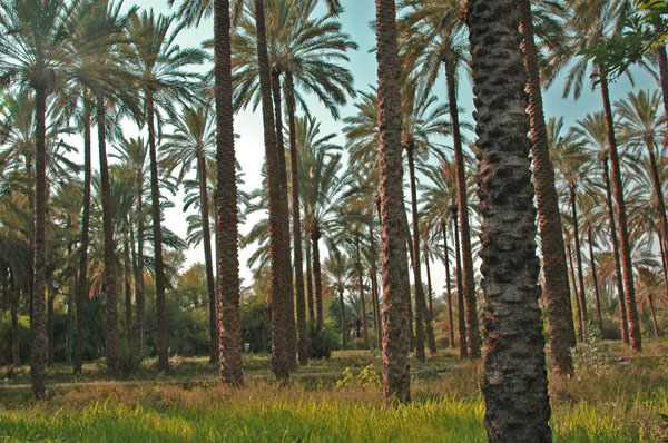 صور من ابداع اعضاء عمان فوتو