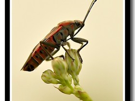 صور من ابداع اعضاء عمان فوتو