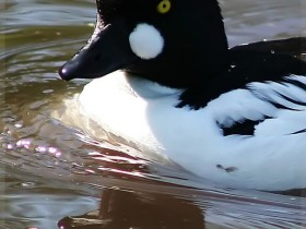 صور منوعة من الإنترنت