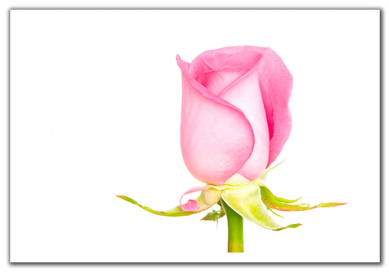 0512090334461high_key_pink_rose_700