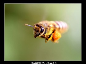 صور من ابداع اعضاء عمان فوتو