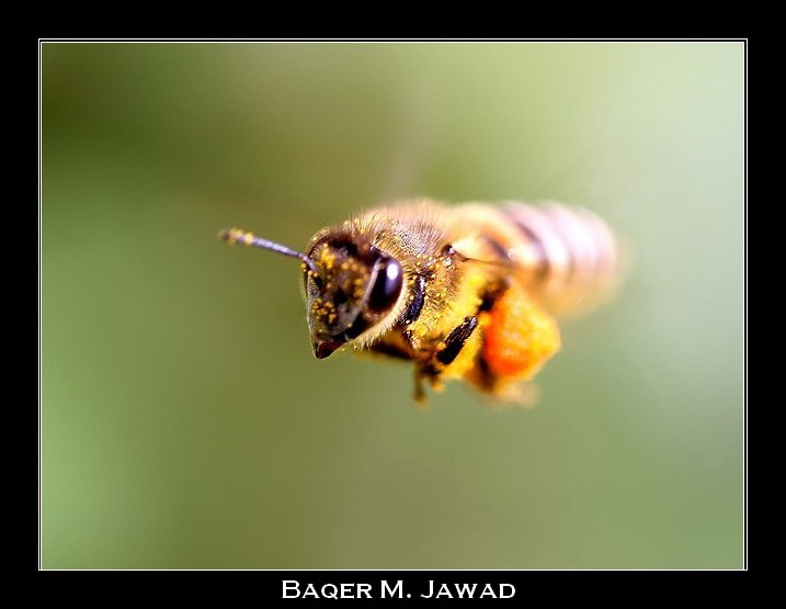 صور من ابداع اعضاء عمان فوتو