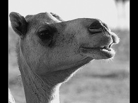 صور من ابداع اعضاء عمان فوتو