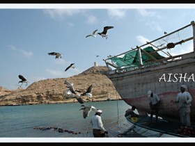 صور من ابداع اعضاء عمان فوتو
