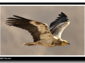 صور من ابداع اعضاء عمان فوتو