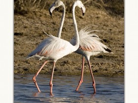 صور من ابداع اعضاء عمان فوتو