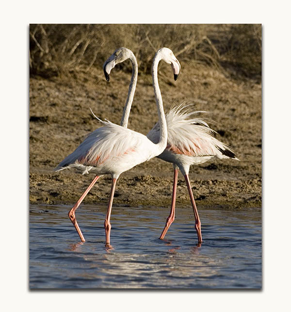 صور من ابداع اعضاء عمان فوتو