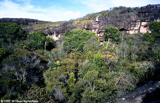 من أشجار الطبيعة