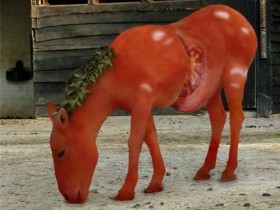 bndora_1_