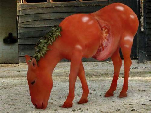 bndora_1_