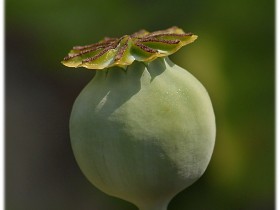 صور منوعة من الإنترنت