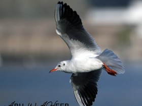 صور من ابداع اعضاء عمان فوتو