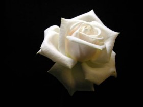 صور منوعة من الإنترنت