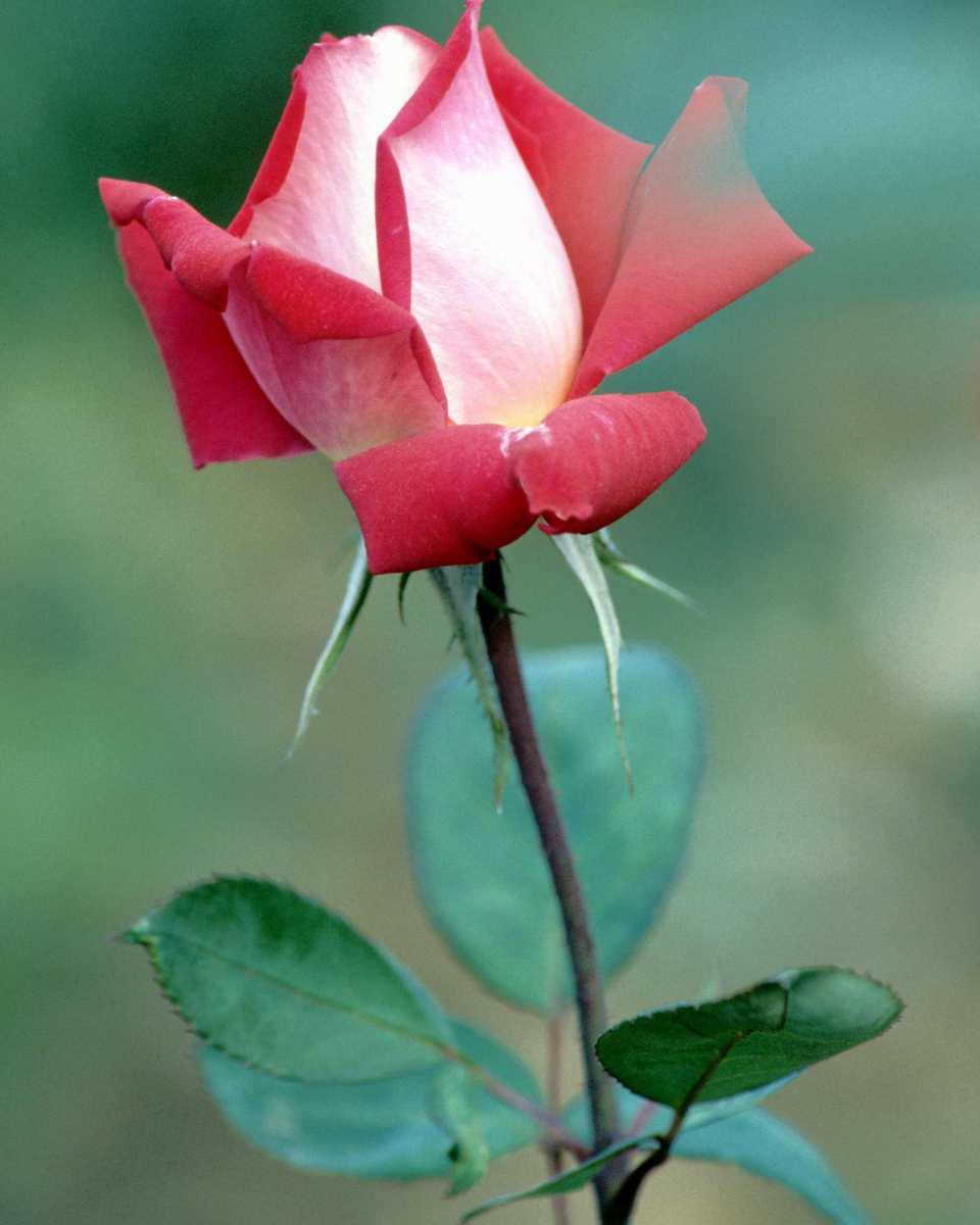 PTBL0018